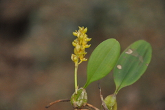 Bulbophyllum neilgherrense